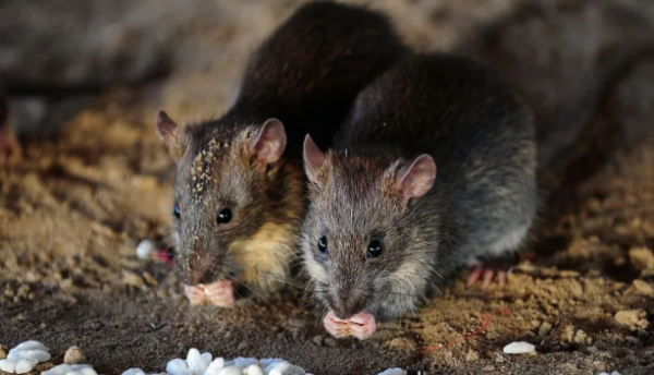 Polis Bagi Alasan 581 Kilogram  Ganja  Musnah Dimakan Tikus