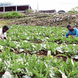 Terpaksa Upah Pekerja Asing Bawa Lori Tanpa Lesen- Orang Malaysia Tak Nak Kerja Ladang, Kotor, Sukar, Bahaya Katanya