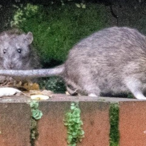Tikus Gergasi Berpesta Di Kawasan Rumah Flat, Nak Keluar Rumah Pun Takut
