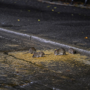 Tawar Gaji RM745,875 Jadi 'Pembunuh' Tikus Jalanan