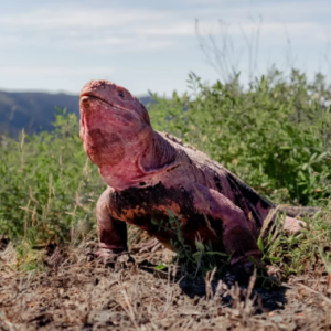 Ingat Dah Pupus, Reptilia Pink Iguana Muncul Kembali