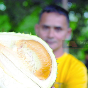 Lemak Manis, Sedikit Pahit, Aroma Menusuk Ke Hidung- Damak King Laku Keras, Musang King Tak Dipandang