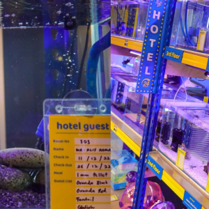 Dari Betta Single Room Sampailah Tropical Suite, Hotel Ikan Beri Keselesaan Penginapan Buat Ikan Peliharaan