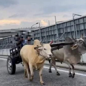 3 Lelaki Tular Tunggang Kereta Lembu Di Jalan Serdang Perdana Sebenarnya Sedang Berlatih...