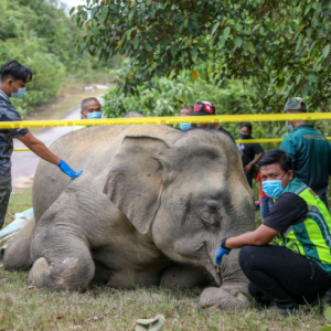 Gajah Liar Ceroboh Rumah Orang, Mengamuk Habitat Dah Musnah Dek Penerokaan Tak Terkawal! Salah Siapa?