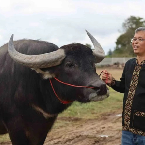 Jana RM130,879 Sebulan Jual Air Mani Kerbau