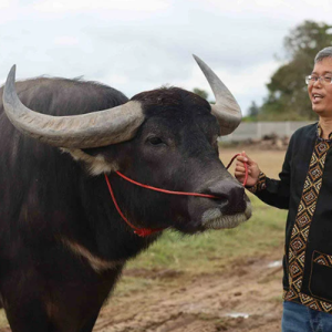 Lumayan Jual Air Mani Kerbau, Sebulan Dapat RM130,879