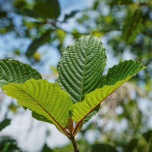 Daun Ketum Tak Laris Di Siam, Tapi Laku Keras Di Malaysia