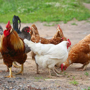 Semakin Ramai Pilih Bela Ayam Sebab Tertekan Nak Dapat Telur