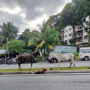 Mana Pemilik 3 Ekor Kuda Terbiar Berkeliaran Di Ampang?