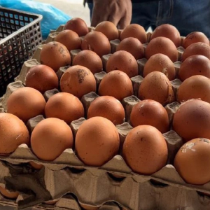 Telur Ayam Kotor Jadi Rebutan Di Terengganu