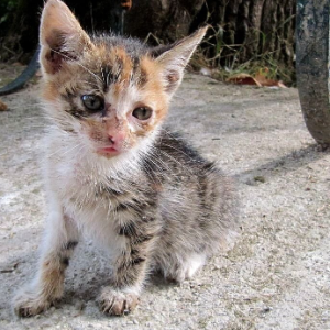 Lelaki Dipenjara Biarkan Kucing Peliharaan Mati Kebuluran