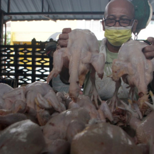 'Jangan Bimbang, Ayam Cukup Tahun Ini Tak Macam Tahun Lalu'