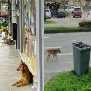 Penduduk Kuala Berang Dah Tak Tahan Dengan Ancaman Anjing Liar