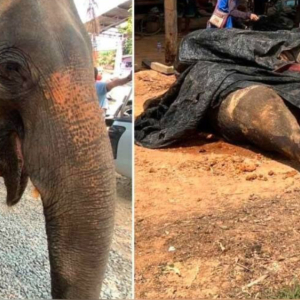 Gajah Mati Makan Pisang