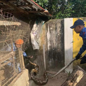 Ular Batik 20kg Kekenyangan Lepas Baham Ayam Dalam Reban