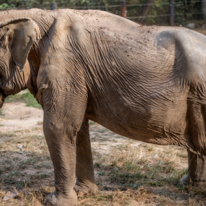 Angkut Pelancong Selama 25 Tahun Sampai Bengkok Tulang Gajah