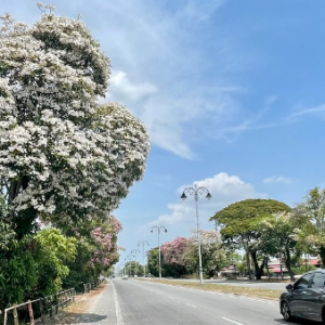 Musim Sakura Di Alor Setar, Tak Payah Pegi Jepun