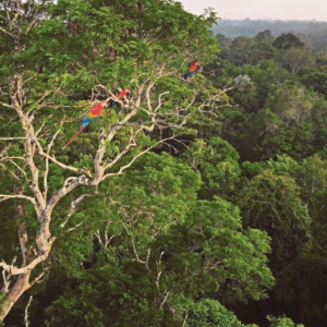 Lelaki Makan Serangga Dan Cacing, Minum Kencing Selepas Sesat Di Hutan Amazon