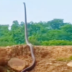 Seram Tengok King Cobra 'Berdiri' Menyamai Tinggi Orang