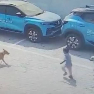 Budak 5 Tahun Mati Diserang Sekumpulan Anjing Liar Ketika Bermain Dengan Kawan