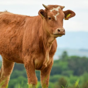 Mengamuk Selepas Mengawan, Petani Malang Maut Ditanduk Lembu Jantan Peliharaan Sendiri