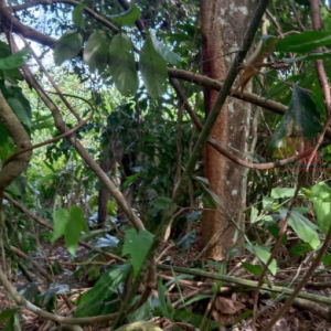 Dulu Malam Sekarang Gajah Dah Tak Peduli, 'Serang' Kampung Waktu Siang