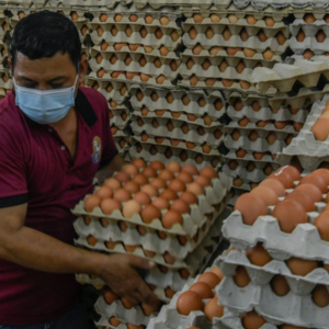 Pengeluaran telur ayam negara dijangka kembali pulih menjelang hujung tahun