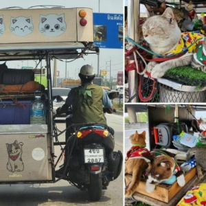 Pakcik Tua Mengembara Naik Motor Bawa 11 Ekor Kucing Bersama