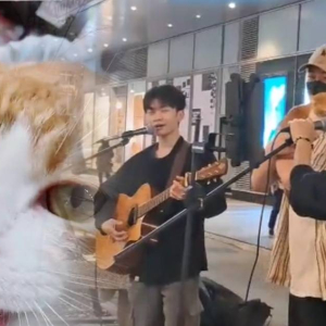 Kucing ‘Busker’ Tular Nyanyi ‘Meow’