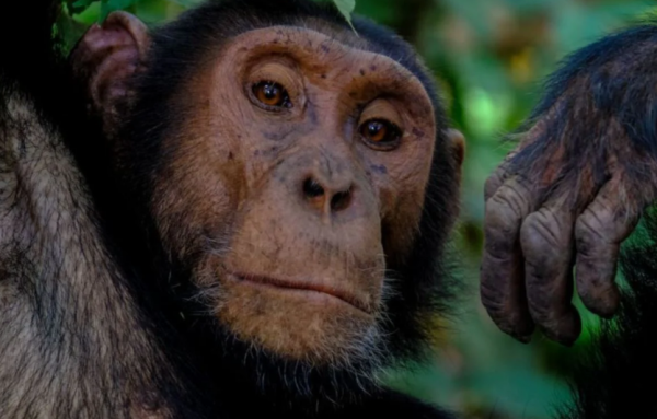 Rampas Dari Dukungan Ibu, Bawa Lari Dalam Belukar- Cimpanzi Bunuh Bayi Usia Dua Bulan
