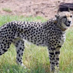 Lebih 70 Tahun Diisytihar Pupus, India Sambut Kelahiran Empat Anak Cheetah