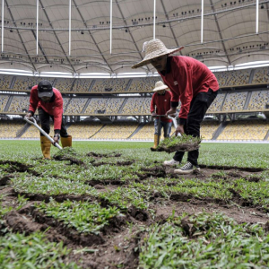 9 Pagi Dah Berkumpul Di Bukit Jalil Nak Ambil Rumput Stadium Percuma