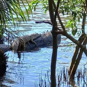 Buaya Sungai Melaka muncul kembali selepas sembilan bulan ghaib