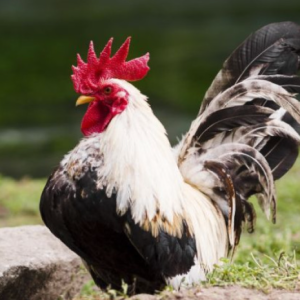 Mahkamah Arah Ayam Jatan Dibunuh Kerana Kokokan Ganggu Jiran Tidur