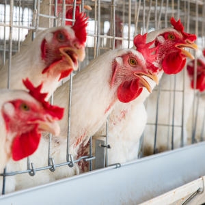 Lelaki Takutkan 1,100 Ayam Jiran Hingga Mati