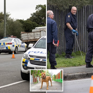 Perut Terburai, Penternak Maut Dibaham 3 Anjing Peliharaan