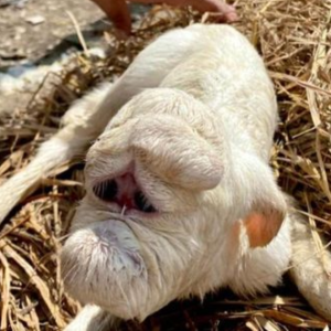 Penduduk Kecoh Anak Kambing Lahir Bermata Satu