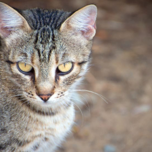 Penganjur Kecewa Terpaksa Batal Pertandingan Bunuh Kucing Untuk Kanak-Kanak