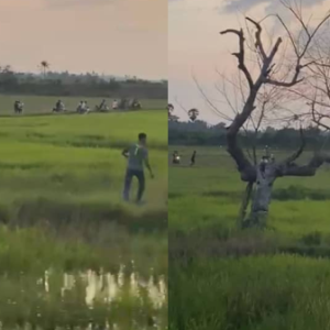 Habis Rosak Bendang Orang, Berpuluh-Puluh Mat Rempit Redah Sawah Elak Dicekup Polis