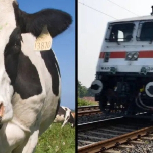 Warga Emas Maut Dihempap 'Lembu Terbang', Temui Ajal Di Tepi Landsan Kereta Api