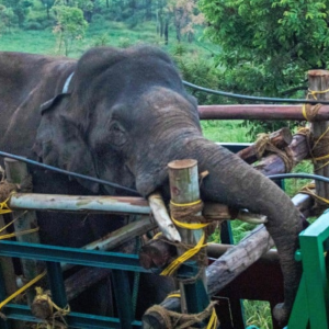 India Tangkap Gajah Gemarkan Beras Selepas 6 Terbunuh