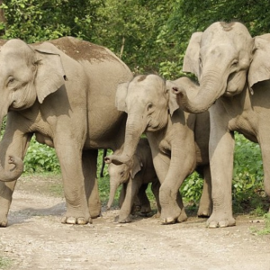 Manusia Rampas Dua Pertiga Habitat Gajah Asia