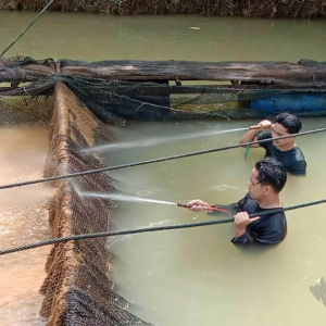 Mac Hingga Jun Waktu Kritikal Bagi Penternak Ikan Sangkar