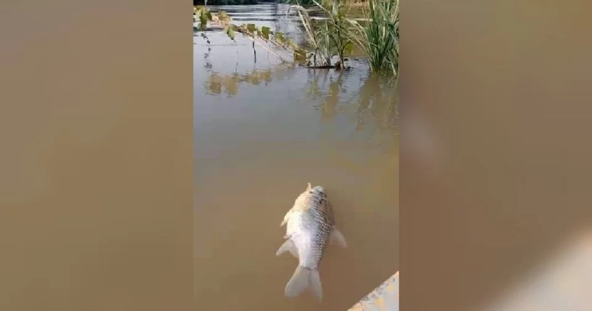 Ikan Mati Di Sungai Bukan Sebab Pencemaran Tapi Kerana Cuaca