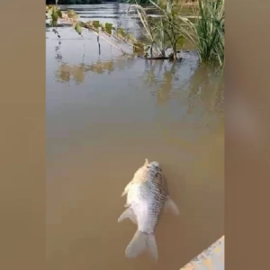 Ikan Mati Di Sungai Bukan Sebab Pencemaran Tapi Kerana Cuaca