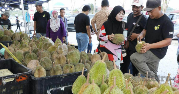 Durian Klon Kini Lebih Murah