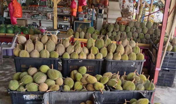 Durian Rahmah Sebakul RM50 Je, Campur-Campur Termasuk Musang King, IOI Dan B13