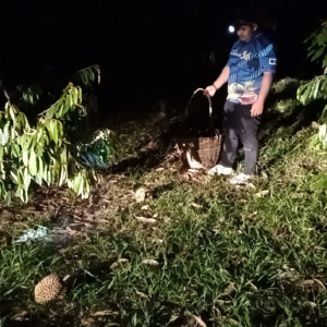 Sanggup Tidur Dalam Kereta 'Jaga' Durian