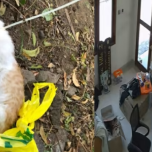 Lelaki Jerut Leher Anak Kucing Guna Kabel Semasa Bercuti, Bangkai Dibuang Dalam Beg Plastik